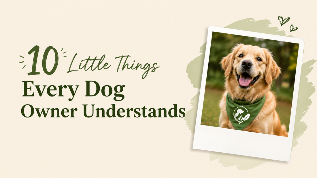 “Blog graphic featuring the title ‘10 Little Things Every Dog Owner Understands’ beside a happy golden retriever wearing a green bandana.”